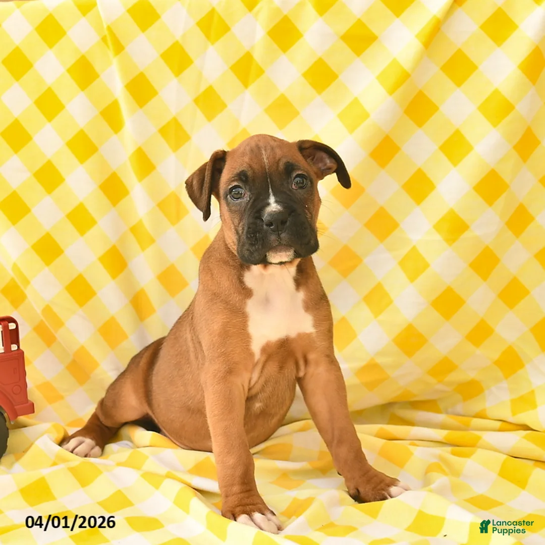 Boxer dogs for sale: Keisha  - Ad 1