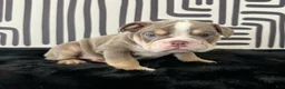English Bulldog dogs for sale: Becka  - Ad 5