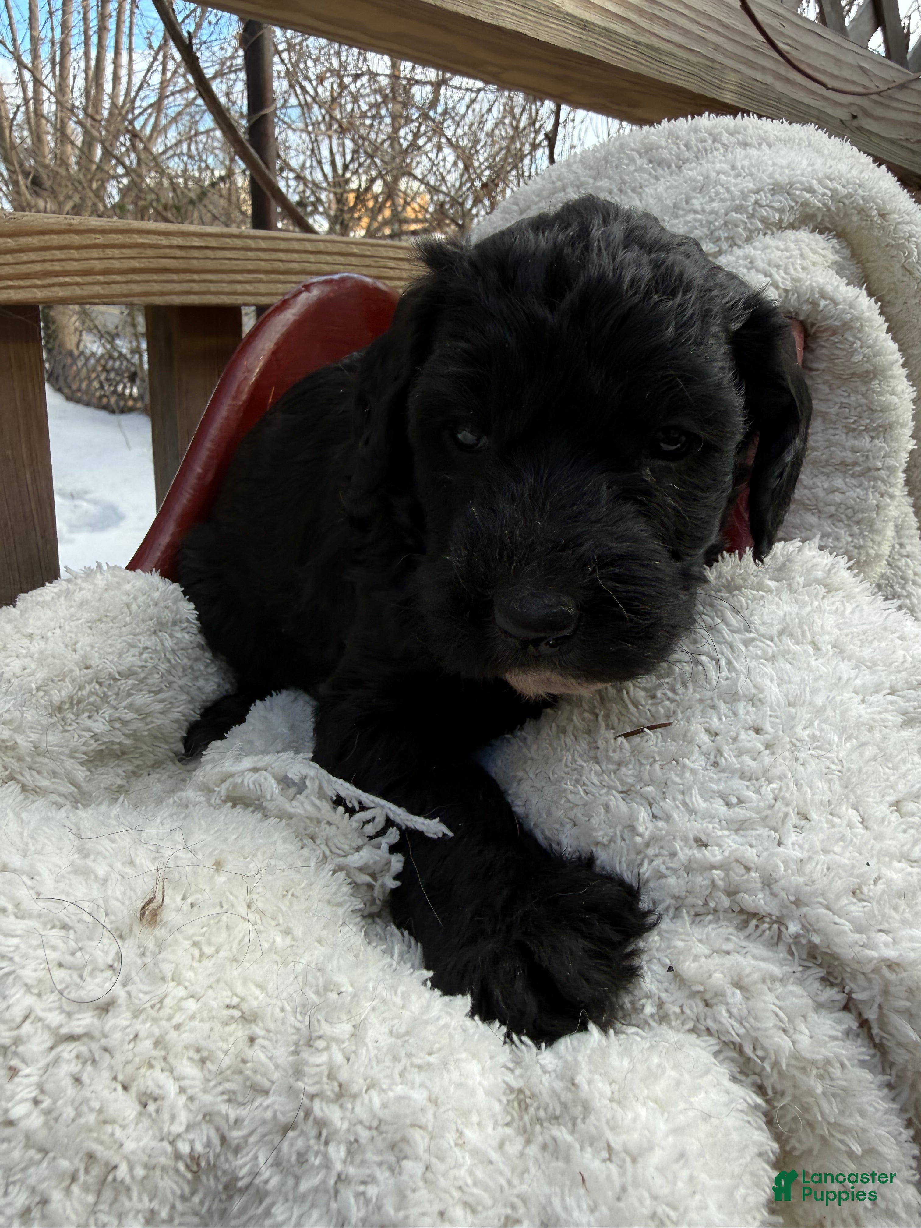 Mixed Breed dogs Charcoal - Ad 2