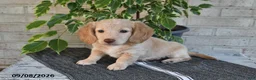 Miniature Dachshund dogs for sale: Osar - Ad 4