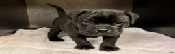 Mixed Breed dogs for sale: Babs  - Ad 1