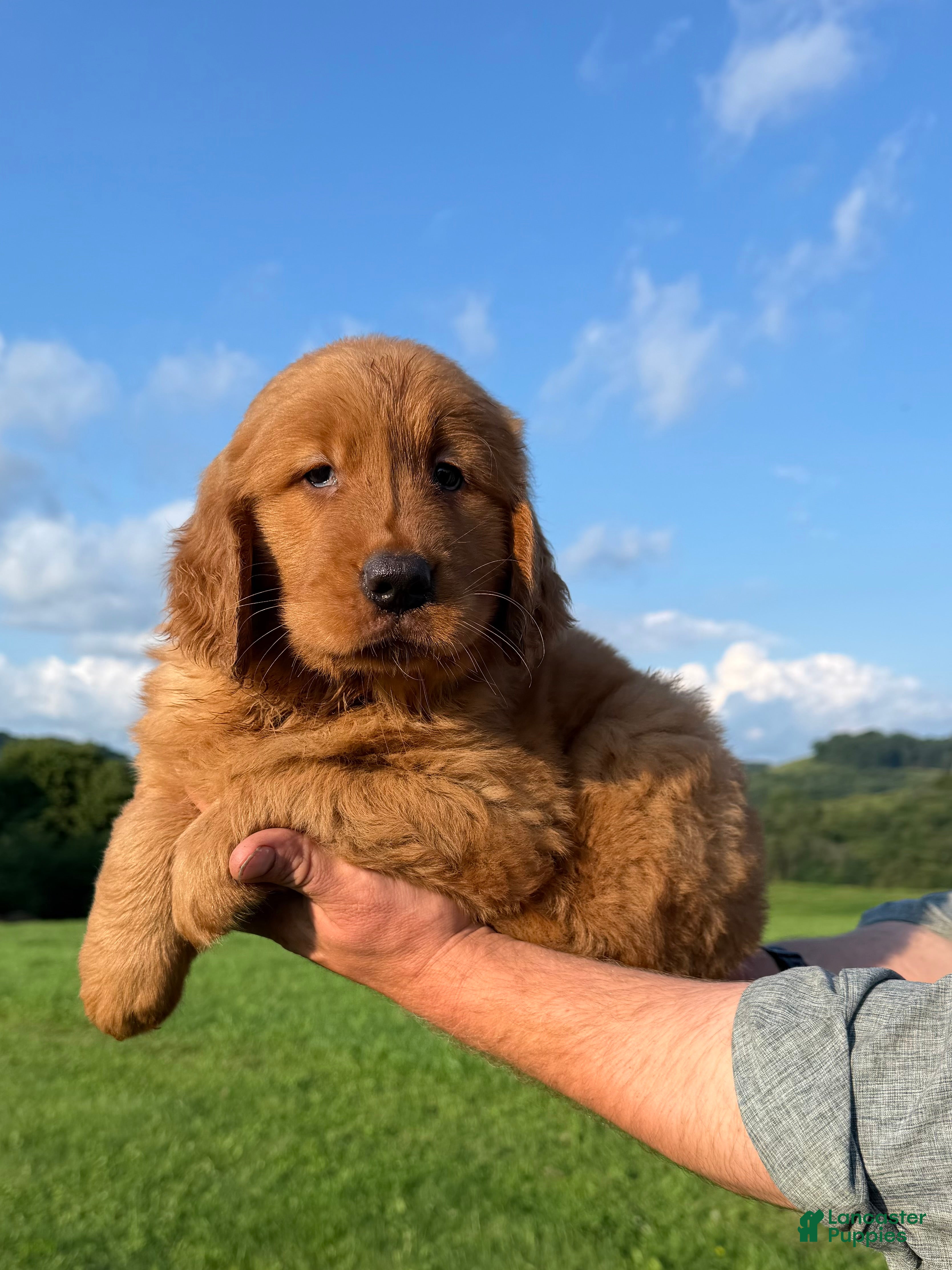 Golden Retriever dogs King - Ad 1