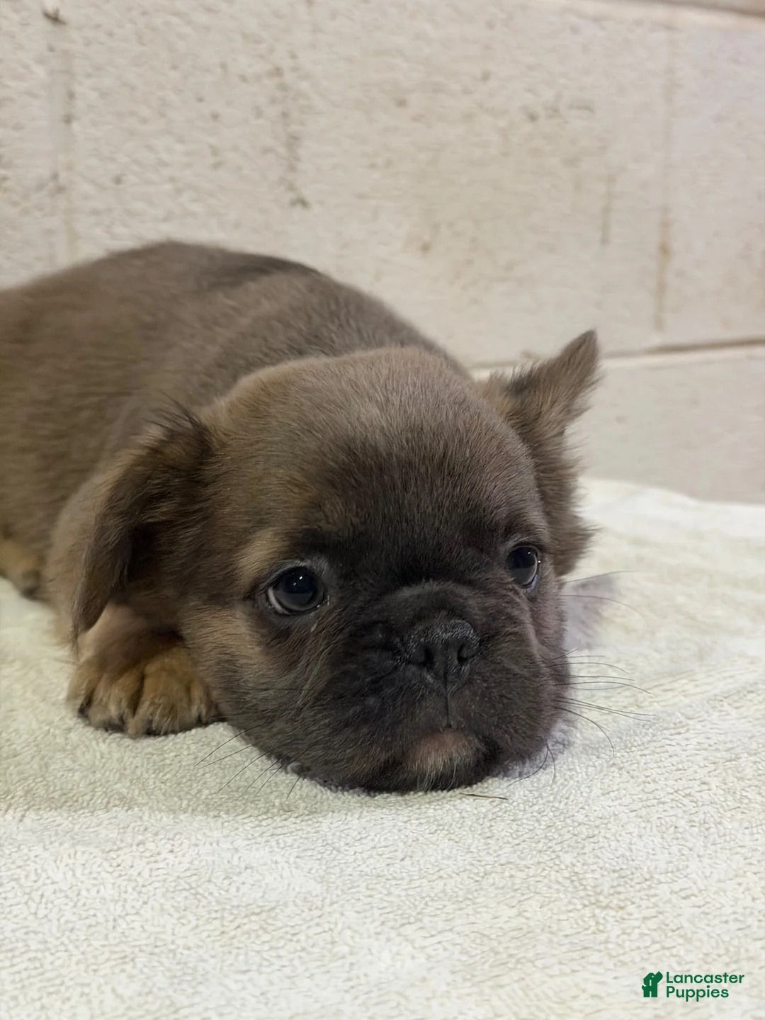 French Bulldog dogs for sale: Frankie FLUFFY - Ad 9