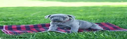 Cane Corso dogs for sale: Isabella - Ad 2