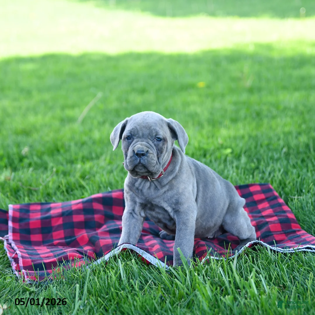 Cane Corso dogs for sale: Isabella - Ad 2