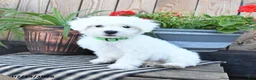 Mixed Breed dogs for sale: Everett - Ad 3