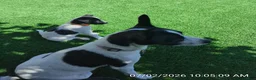 Mixed Breed dogs for sale: Mixed Breed 2 - Ad 2