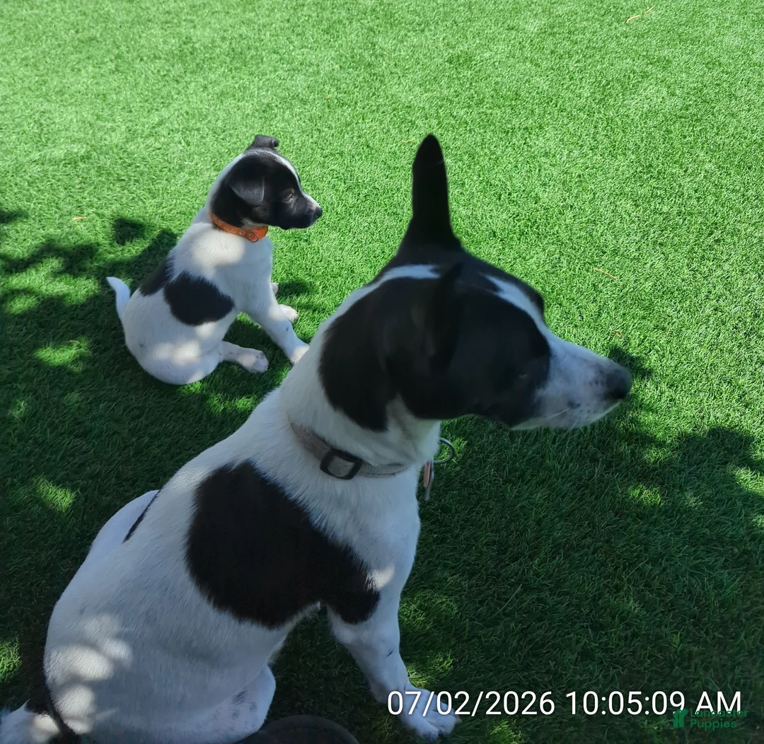 Mixed Breed dogs for sale: Mixed Breed 2 - Ad 2