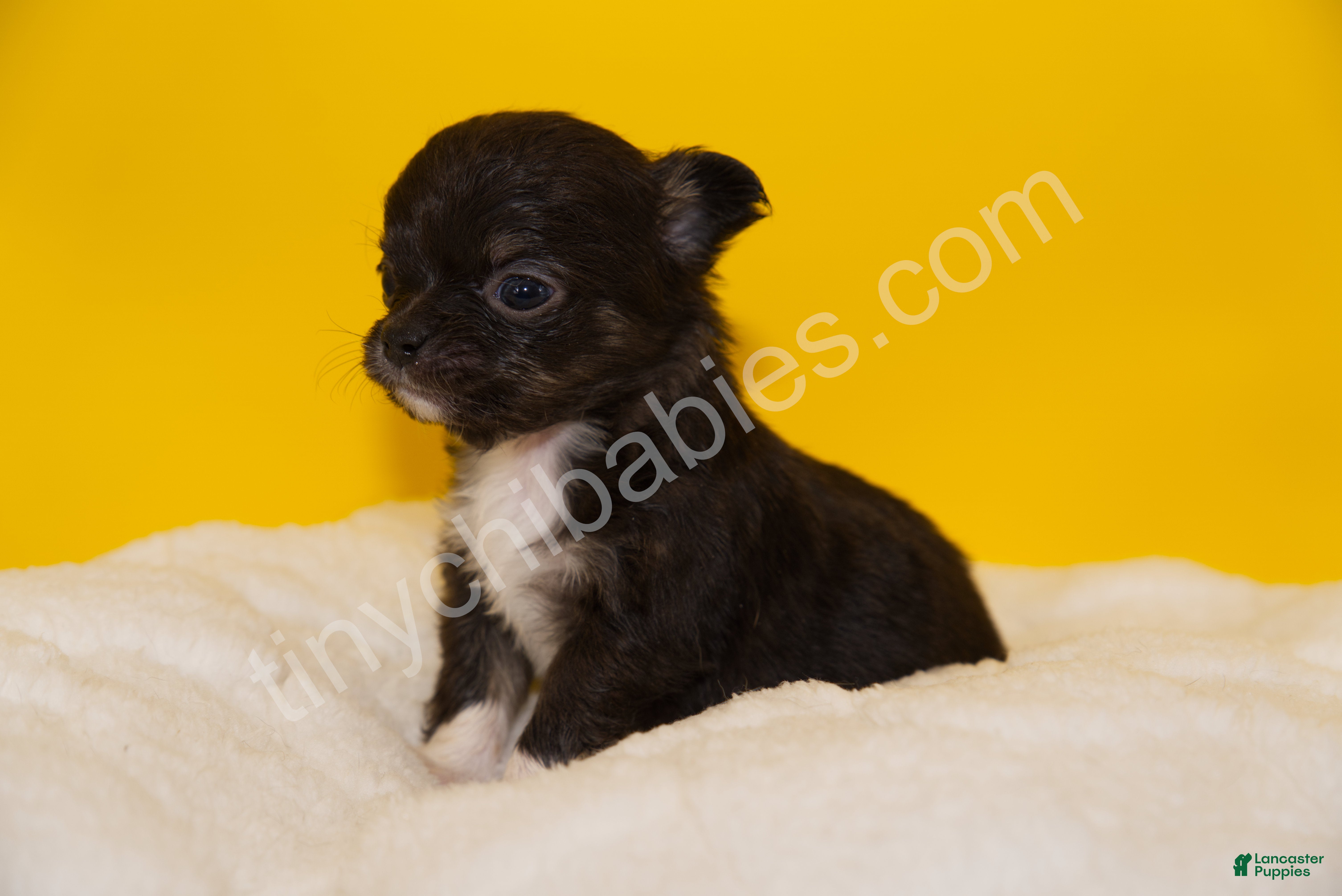 Chihuahua dogs Charlie - Ad 27
