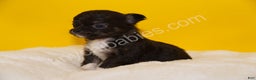 Chihuahua dogs for sale: Charlie - Ad 1