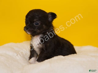 Chihuahua dogs Charlie - Ad 27