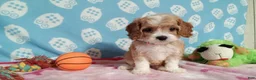 Cockapoo dogs for sale: Jackie  - Ad 2