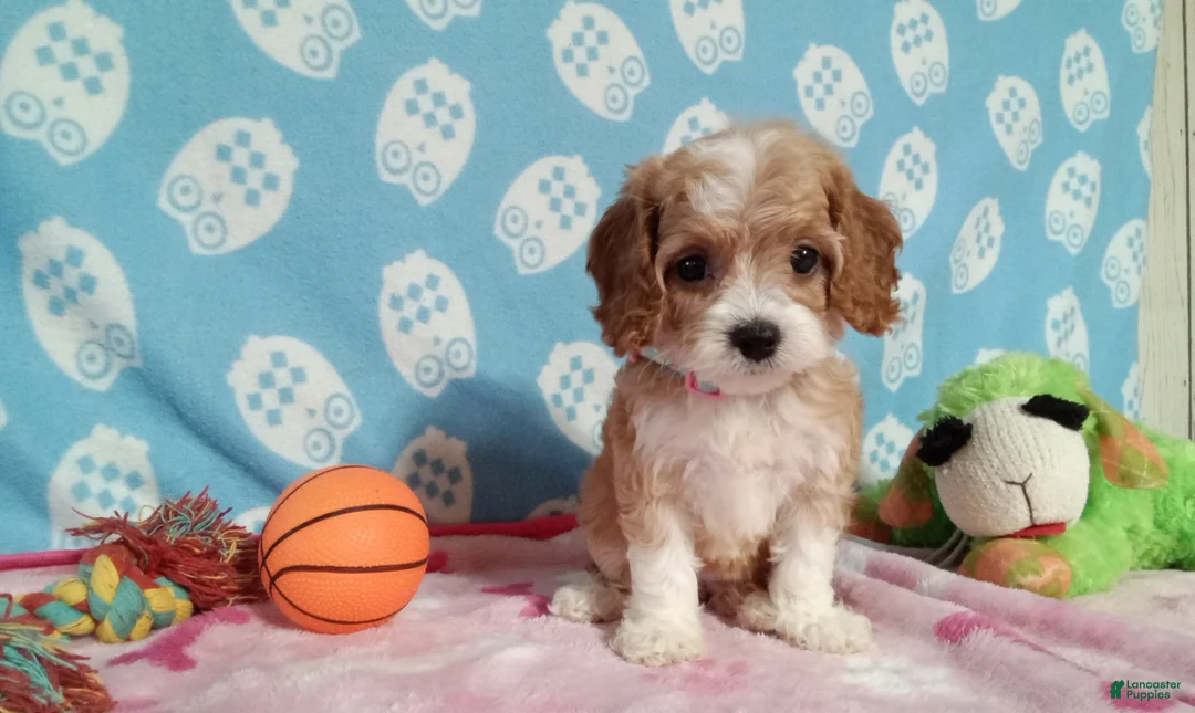 Cockapoo dogs for sale: Jackie  - Ad 2