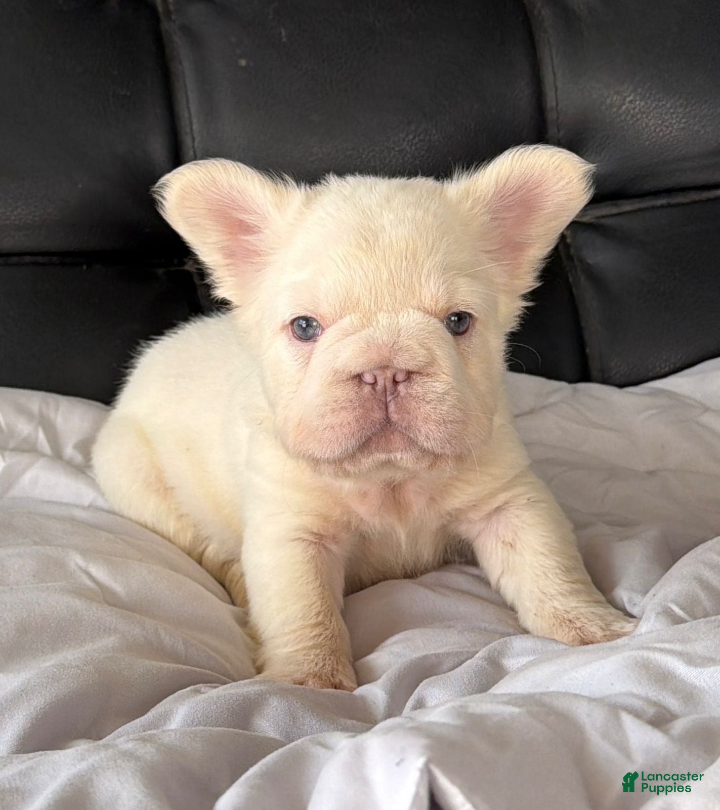 French Bulldog dogs Tupac  - Ad 13