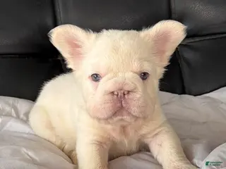 French Bulldog dogs Tupac - Ad 8