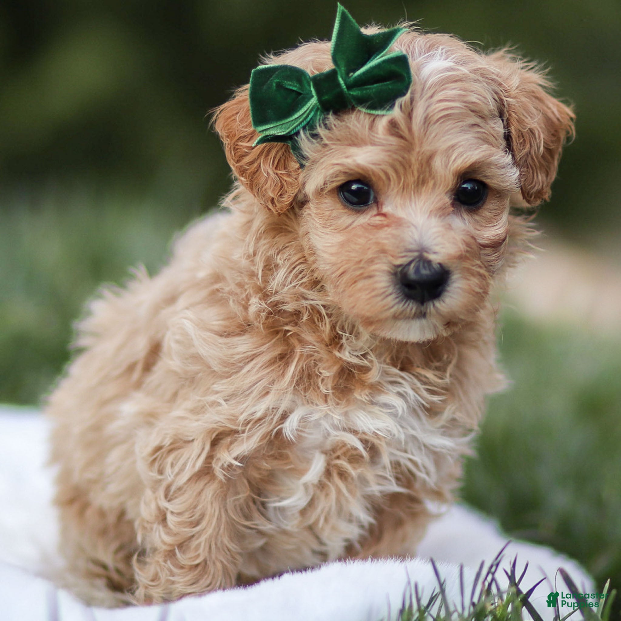 Maltipoo dogs Truffle - Ad 12