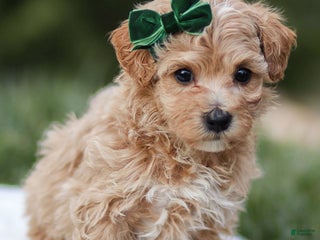 Maltipoo dogs Truffle - Ad 41