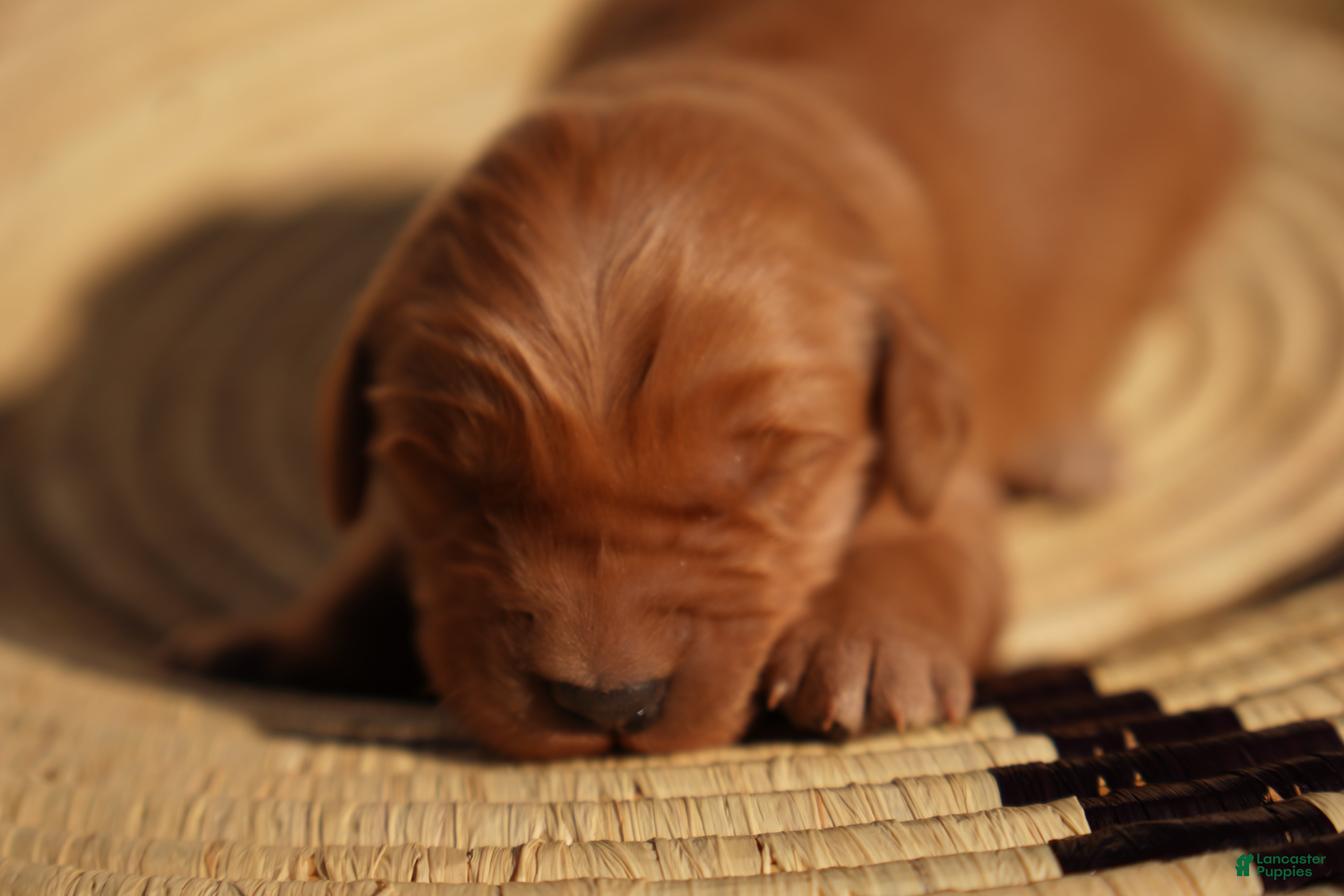 Golden Retriever dogs Roy - AKC, Genetically Clear - Ad 19