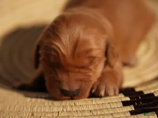 Golden Retriever dogs Roy - AKC, Genetically Clear - Ad 19