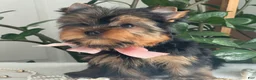 Yorkshire Terrier dogs for sale: Freya - Ad 12
