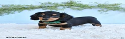 Miniature Dachshund dogs for sale: Rex - Ad 1