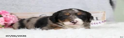 Mini Bernedoodle dogs for sale: Comet - Ad 6