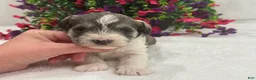 Miniature Schnauzer dogs for sale: Josie Female 2 - Ad 2