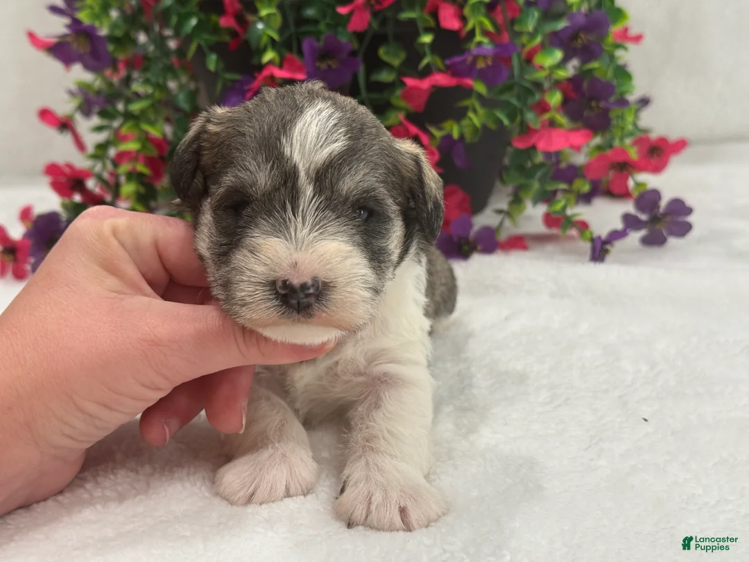Miniature Schnauzer dogs for sale: Josie Female 2 - Ad 2