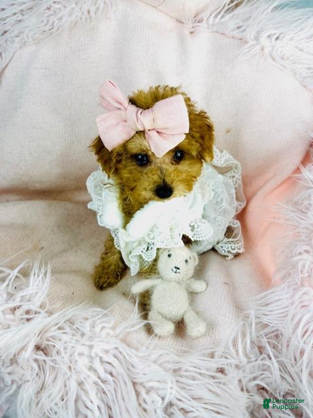 Toy Poodle dogs for sale: Red Small Poodle Puppy - Ad 3