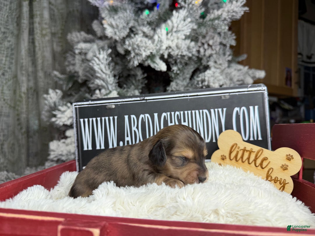 Miniature Dachshund dogs for sale: Dapple - Ad 4