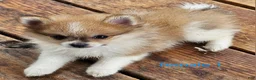 Pomeranian dogs for sale: Abigail  - Ad 9