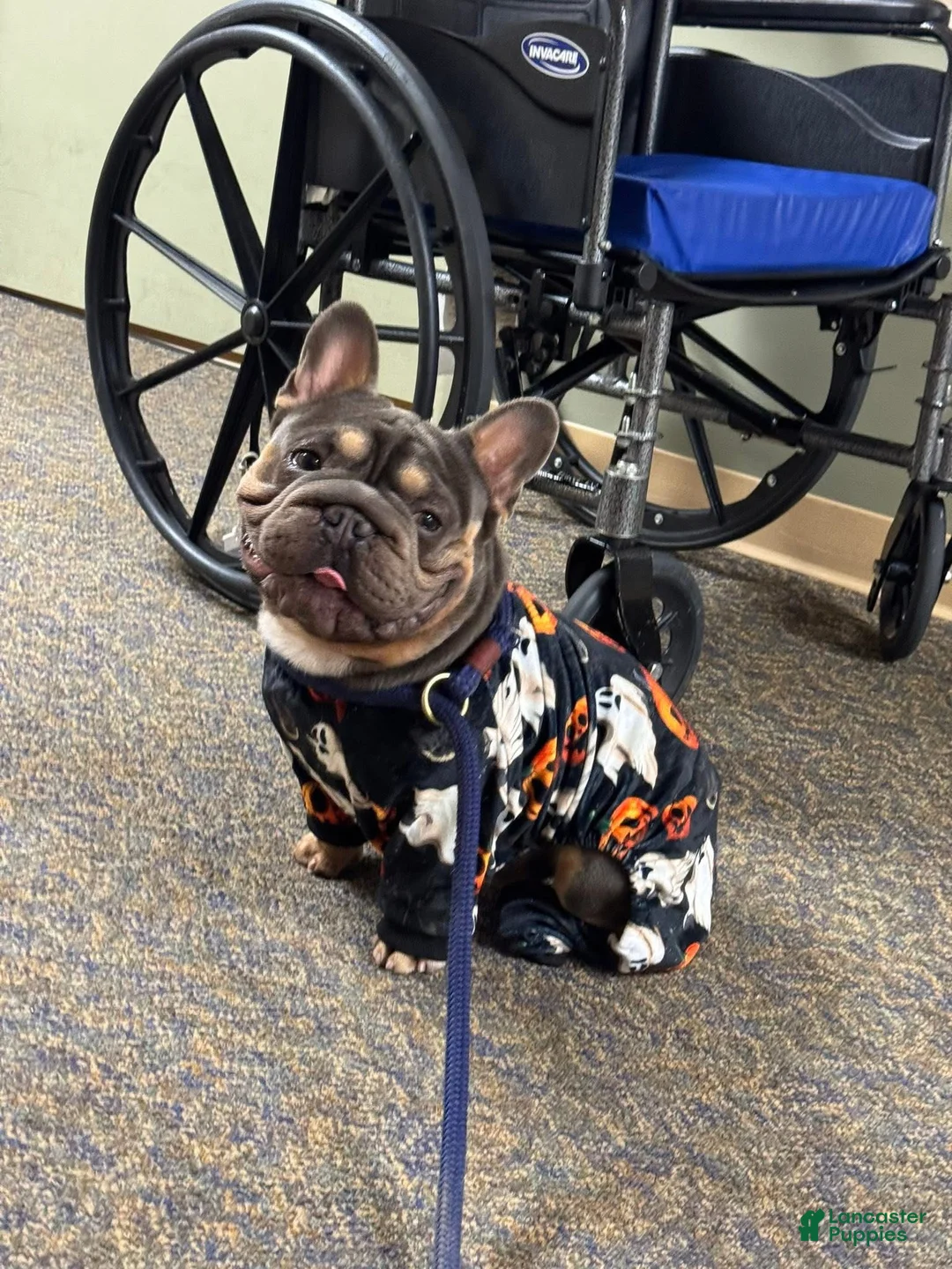 French Bulldog dogs for stud: Mr. Steal Yo Girl “Tinder” Blue  - Ad 18