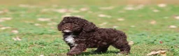 Mini Bernedoodle dogs for sale: Dark Chocolate - Ad 2