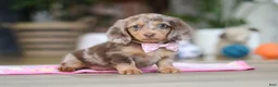 Miniature Dachshund dogs for sale: Callie - Ad 7
