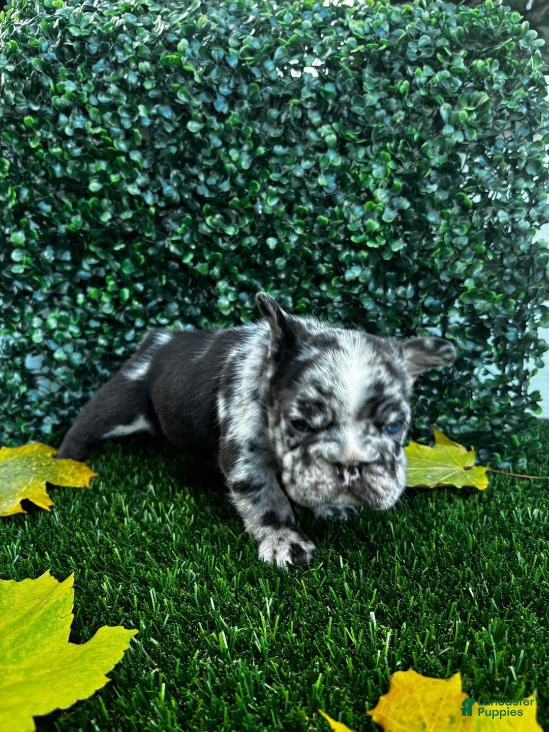 French Bulldog dogs for sale: Storm - Ad 1