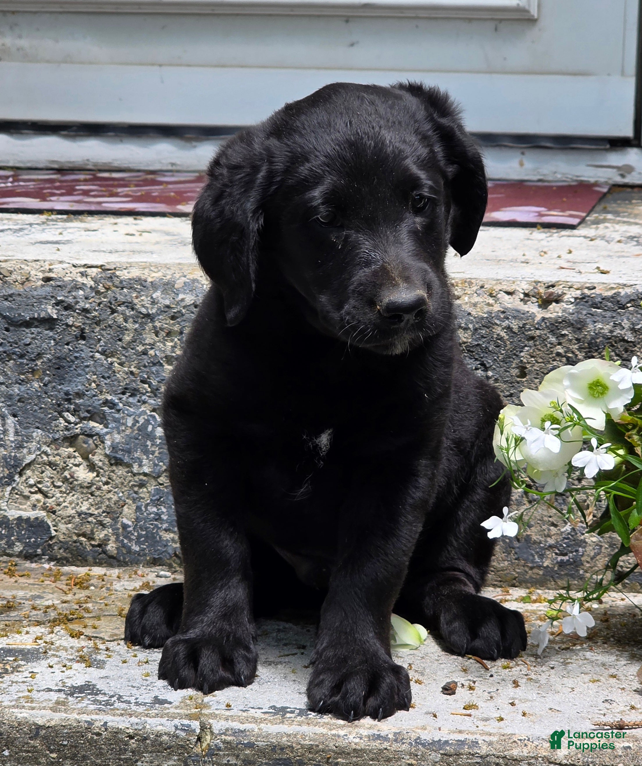 Labradoodle dogs Inky - Ad 2