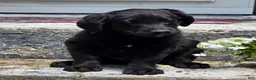 Labradoodle dogs for sale: Inky - Ad 2