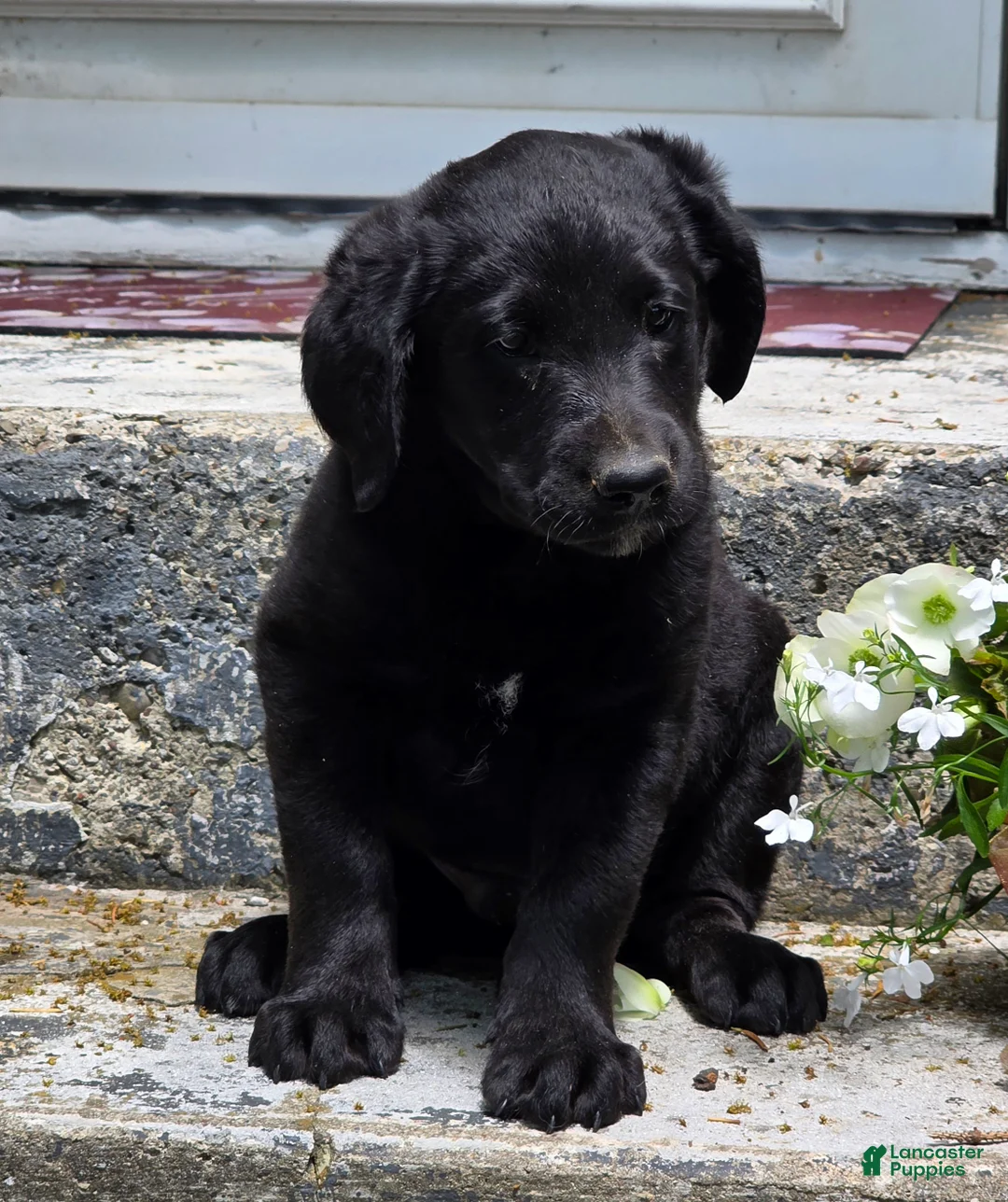 Labradoodle dogs for sale: Inky - Ad 2
