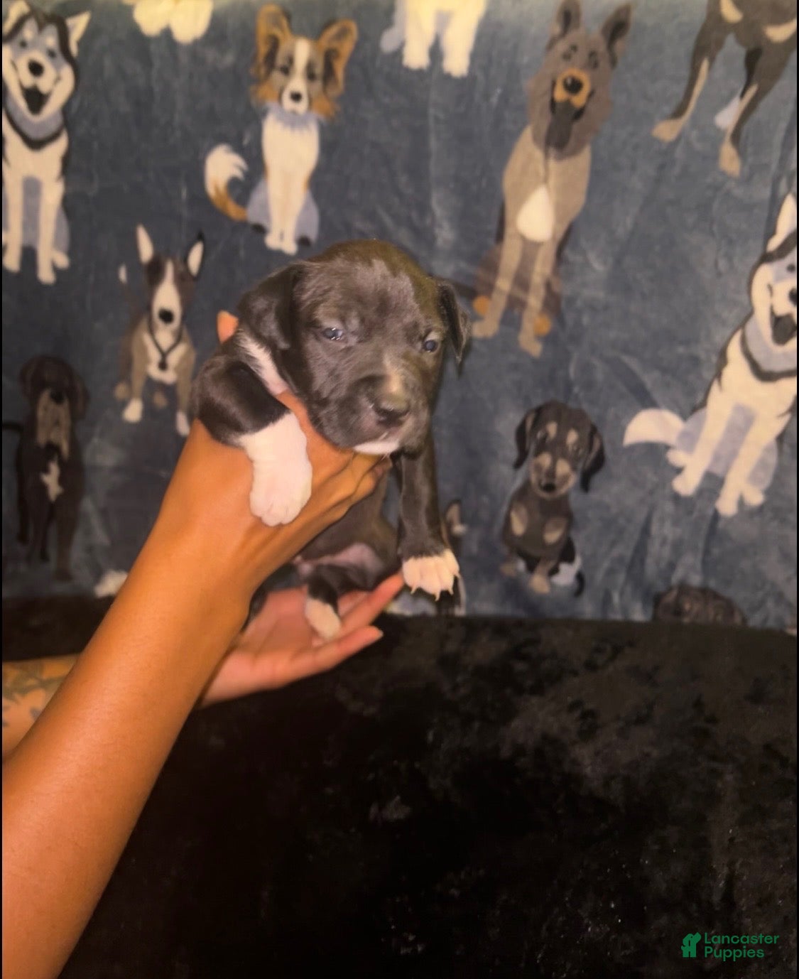American Bully dogs Girl 🩷 •Pocket Bully• - Ad 1