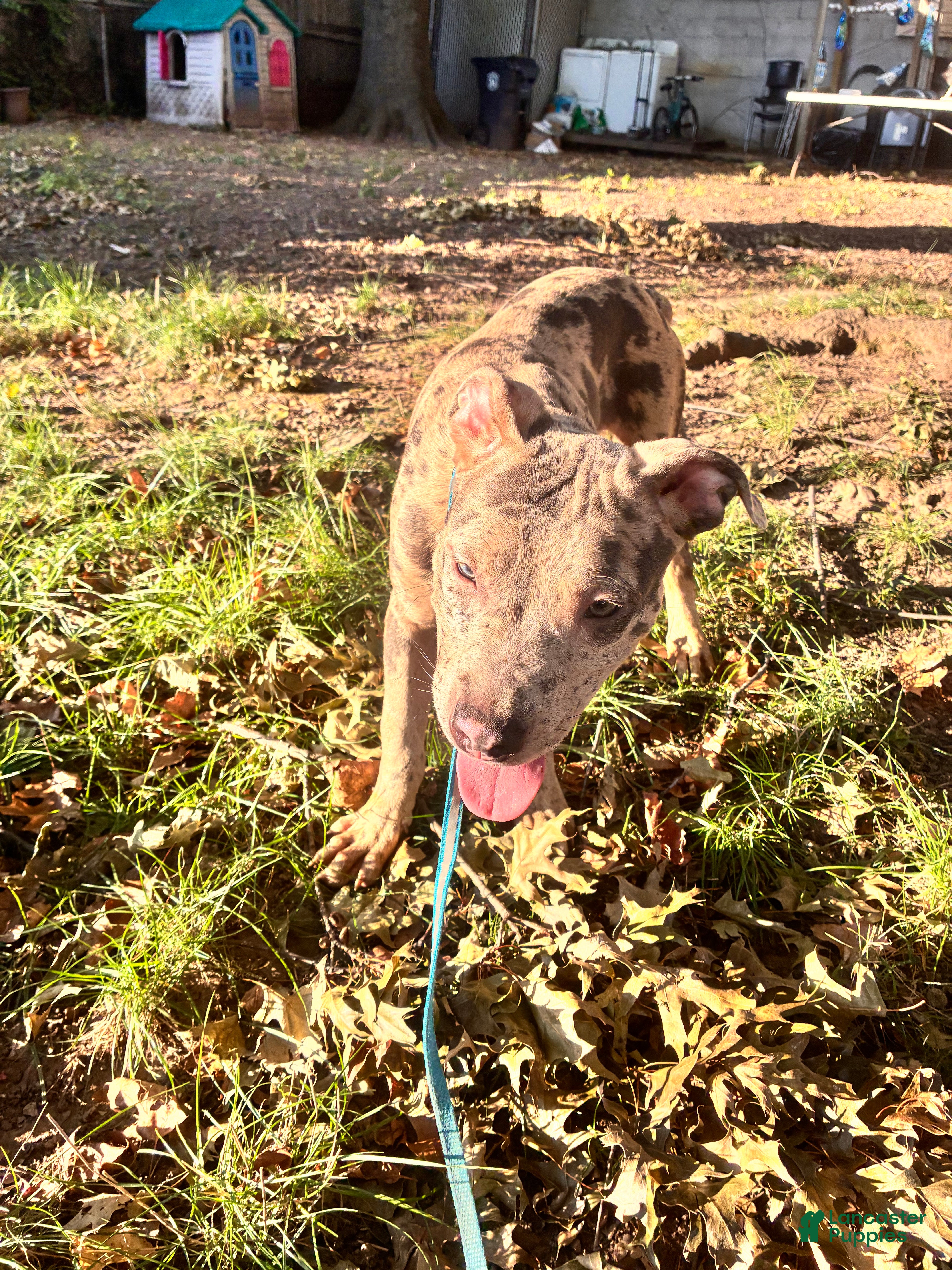 Mixed Breed dogs Mixed Breed 1 - Ad 2