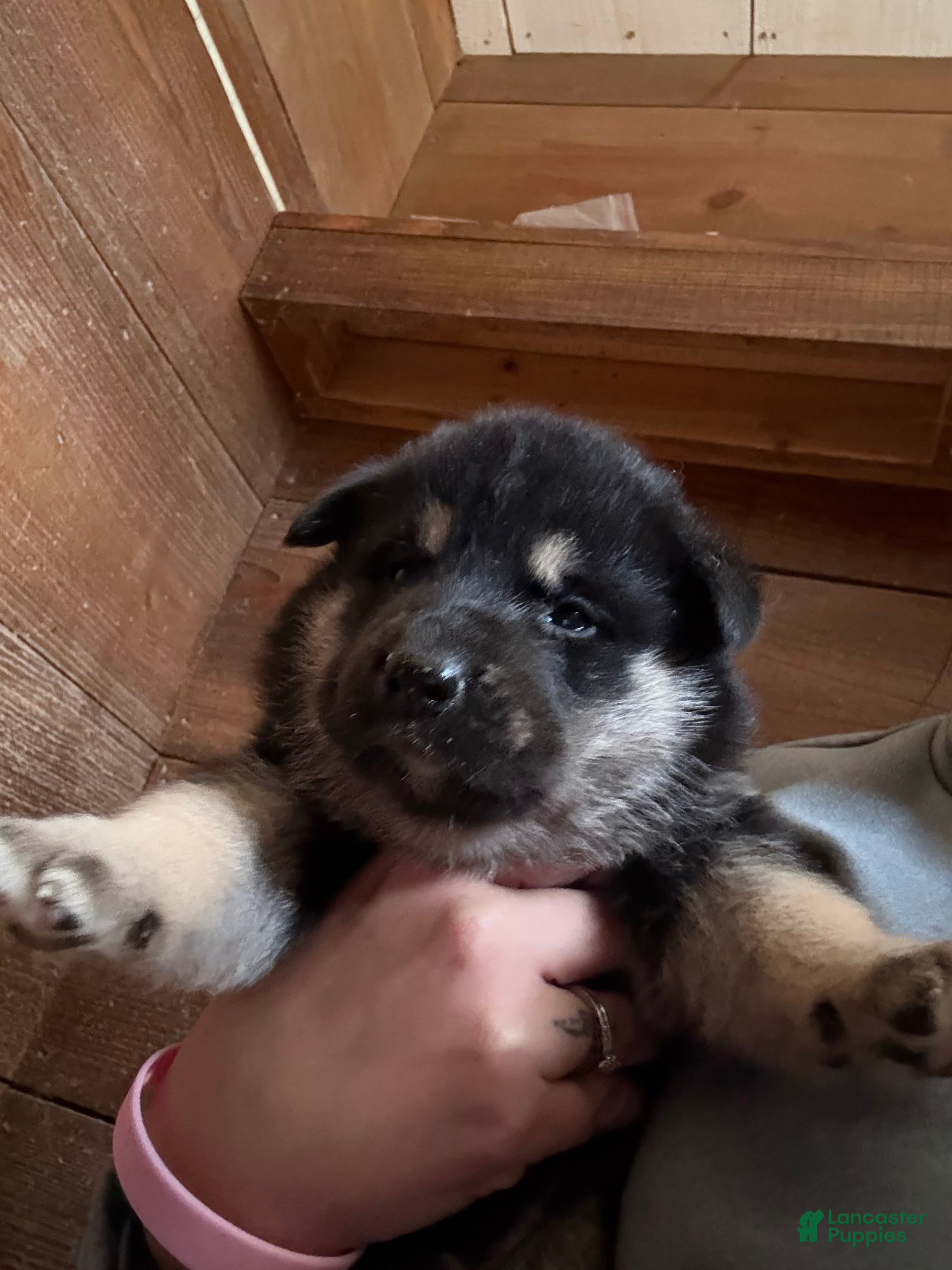 Gerberian Shepsky dogs Purple - Ad 14