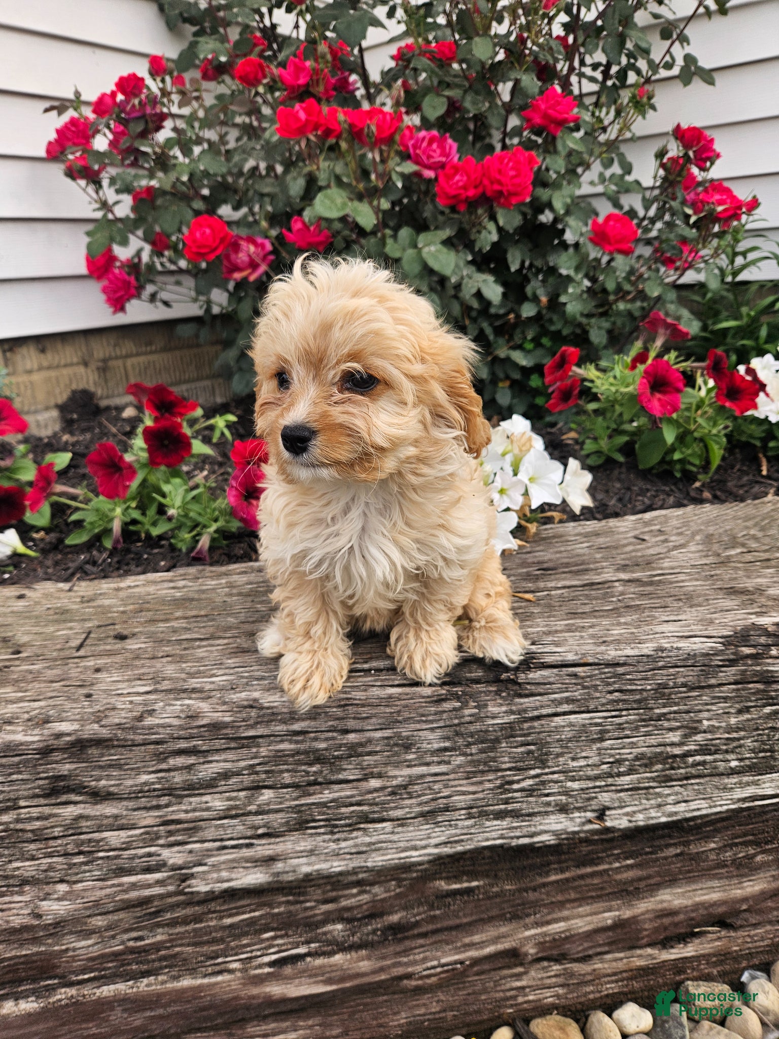 Cavapoo dogs Chloe - Ad 22