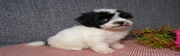 Havanese dogs for sale: Kenzie - Ad 6