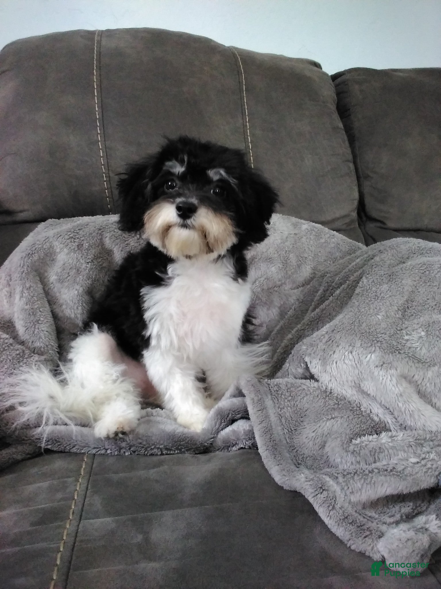 Bichpoo dogs Bichpoo Puppy 3 - Ad 27