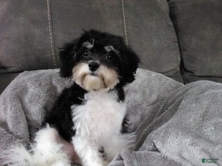 Bichpoo dogs Bichpoo Puppy 3 - Ad 27