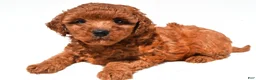 Mini Goldendoodle dogs for sale: Fern - Ad 7