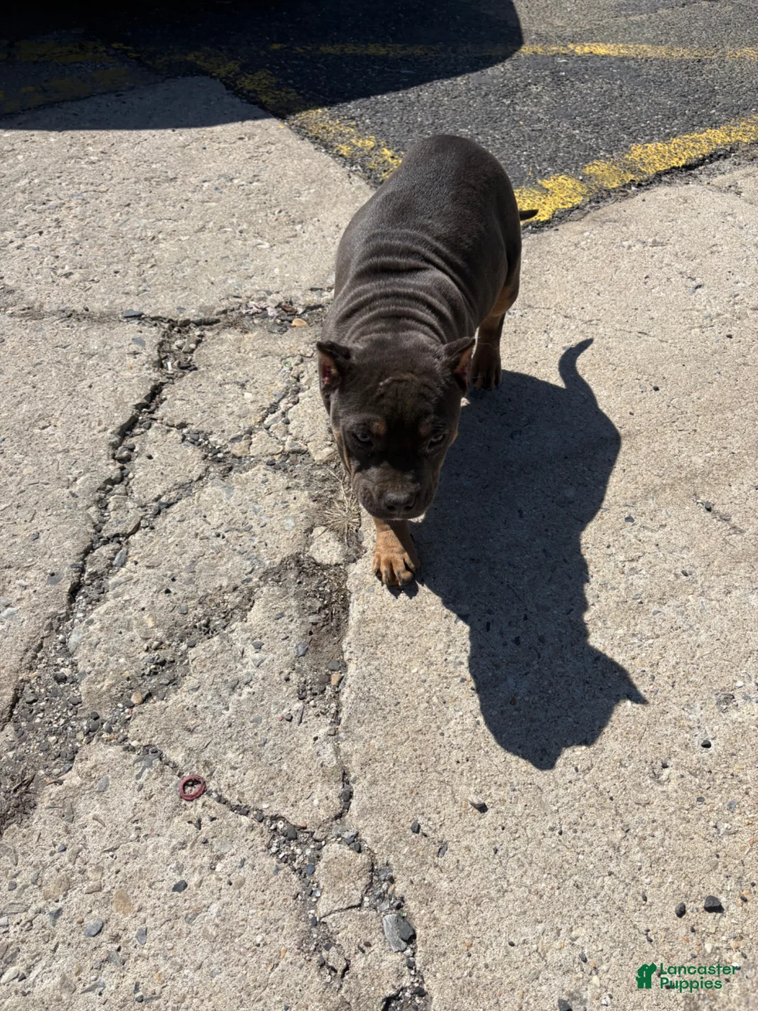 American Bully dogs for sale: American Bully Puppy 1 - Ad 3