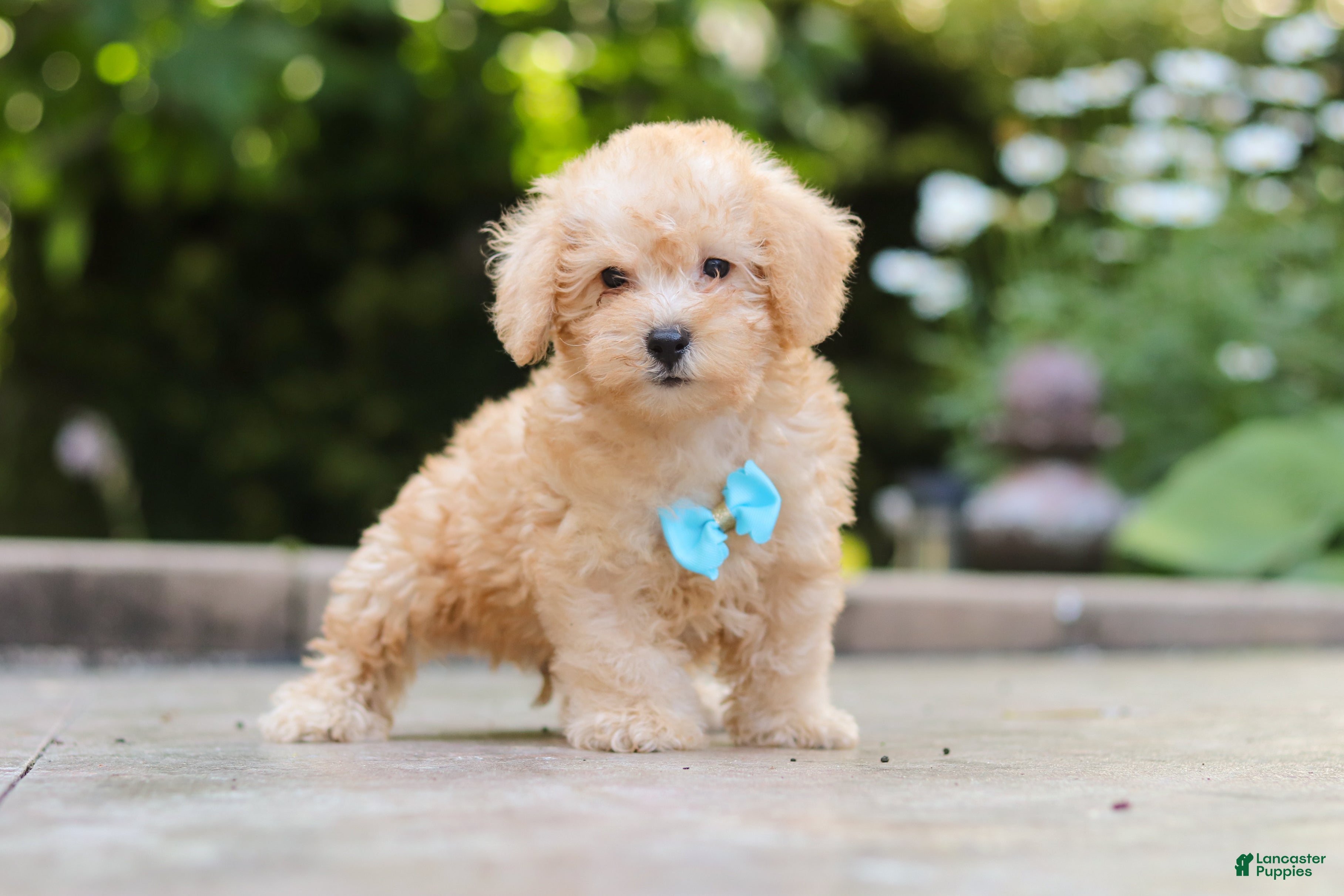 Schnoodle dogs Astro - Ad 1