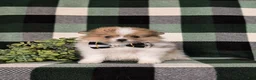 Pomeranian dogs for sale: Miles - Ad 5