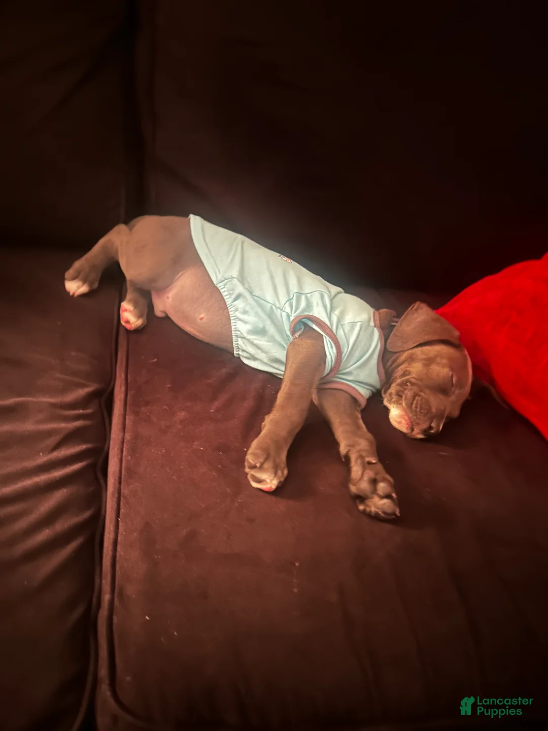 American Pit Bull Terrier dogs for sale: American Pit Bull Terrier Puppy 1 - Ad 2